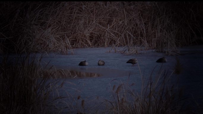 湿地冬夜水鸟冰上睡眠