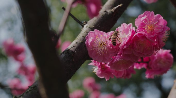 4K阳光下的红梅花开09