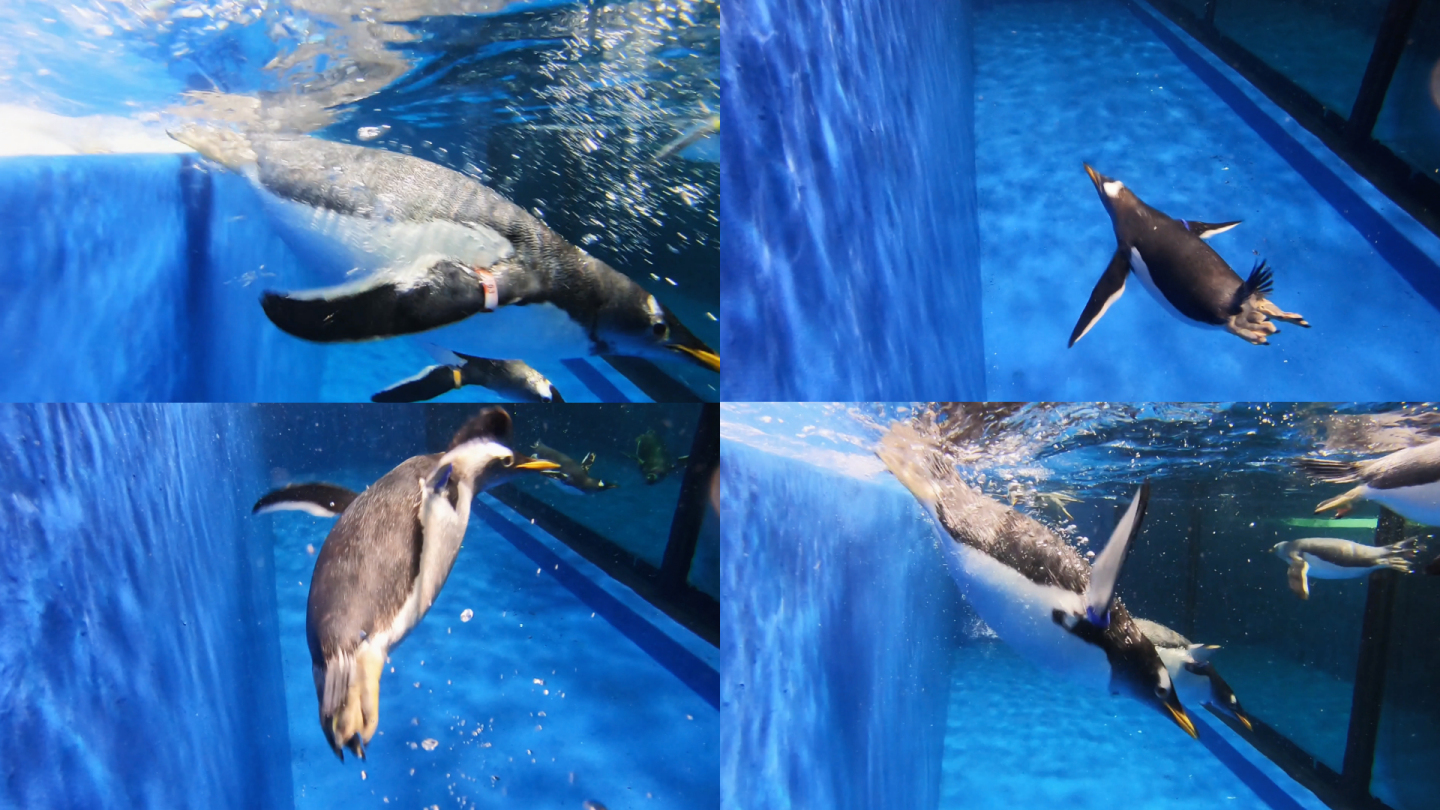 企鹅水下互动拍摄4k