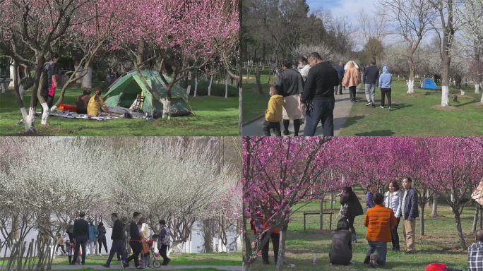 公园春暖花开人们游玩草地上的帐篷