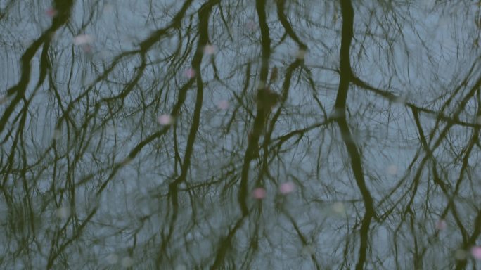 4K水面树影抽象波纹01