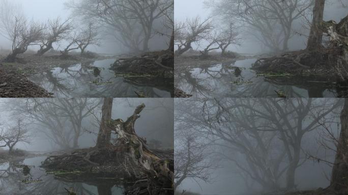 晨雾中的唯美树林