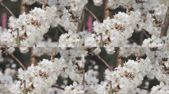 樱桃花开23（1080P）