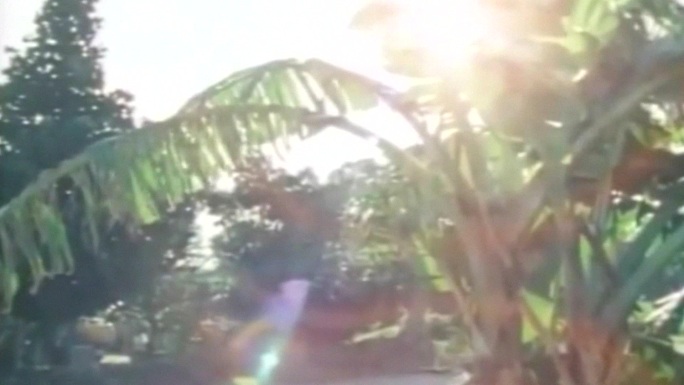 改革春风海南岛沙滩椰子树棕榈树春意盎然