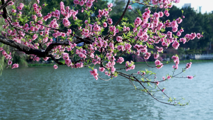 桃花潭水春天(4K)