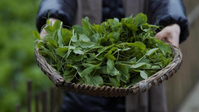 摘豌豆苗豌豆尖田地摘菜竹蓝摘菜