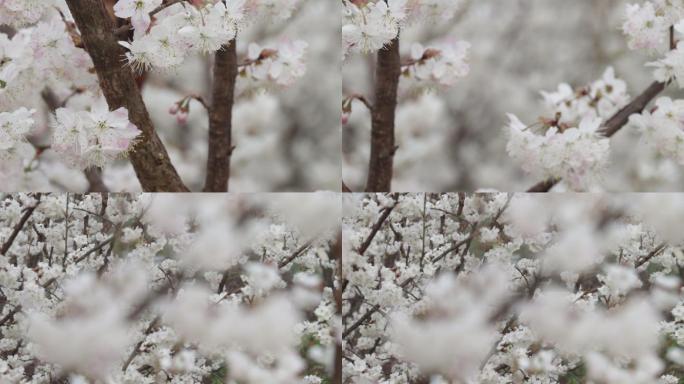 樱桃花开7（1080P）