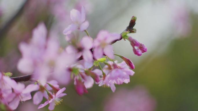 逆光超唯美樱花海棠花盛开实拍