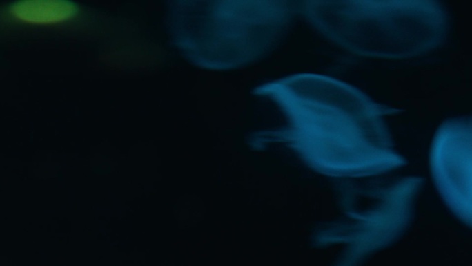4K实拍水母