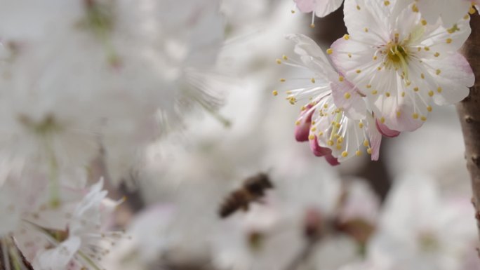 樱桃花开11（1080P）