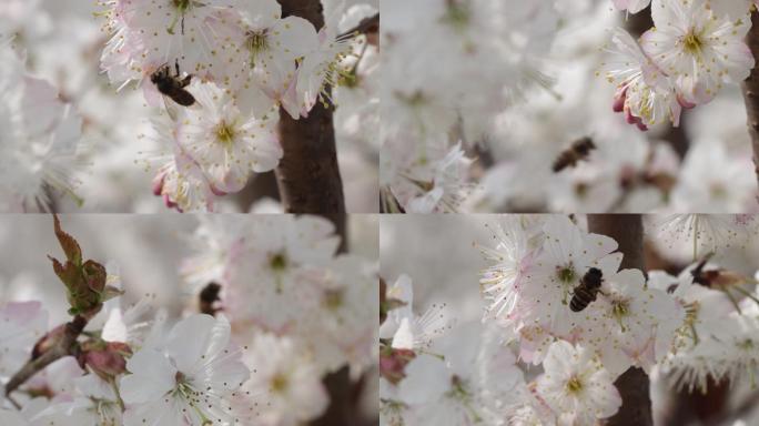 樱桃花开11（1080P）