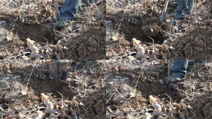 挖土挖坑种树（2K50帧）