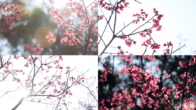 春天春分立春唯美鲜花樱花