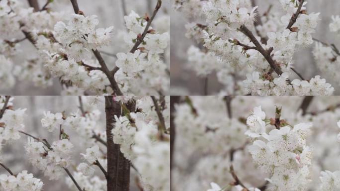 樱桃花开38（1080P）