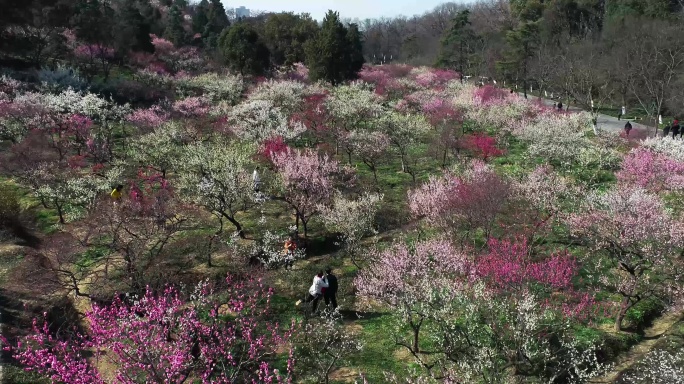 梅花山航拍