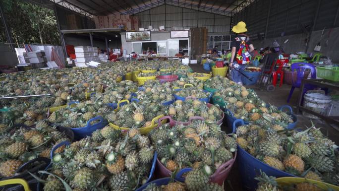 实拍东南亚水果工厂小菠萝加工