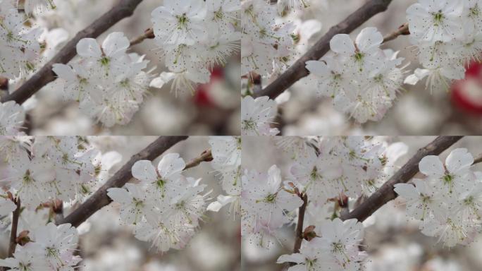 樱桃花开10（1080P）