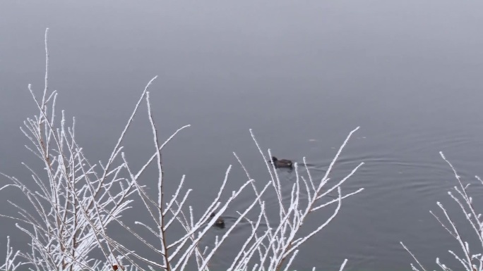 野鸭子雪后冬季