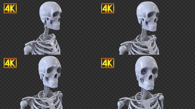 4K人体骨骼骷髅-带通道