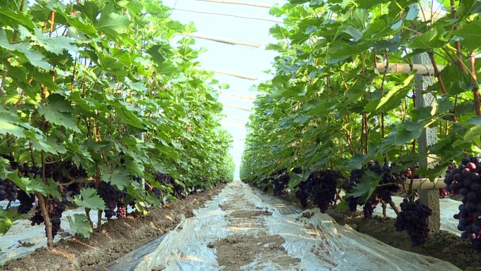 实拍果农种植玫瑰香品种的葡萄大棚管理技术