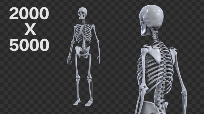 人体骨架骨骼-带通道
