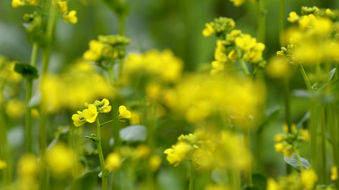 4k春天油菜花