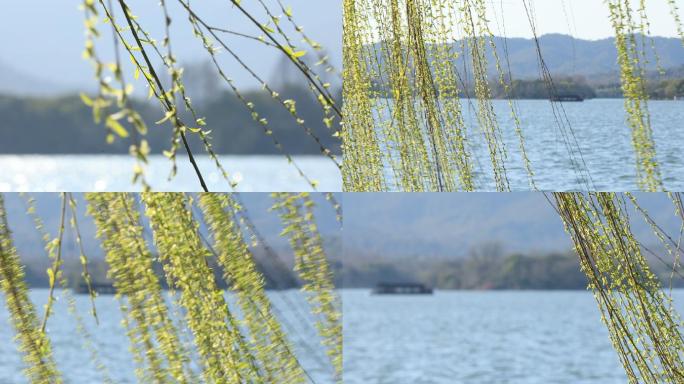 4k春天杭州西湖边的柳树报春芽