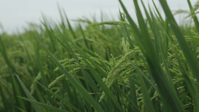 水稻扬花期大米东北水稻绿色有机食品元素