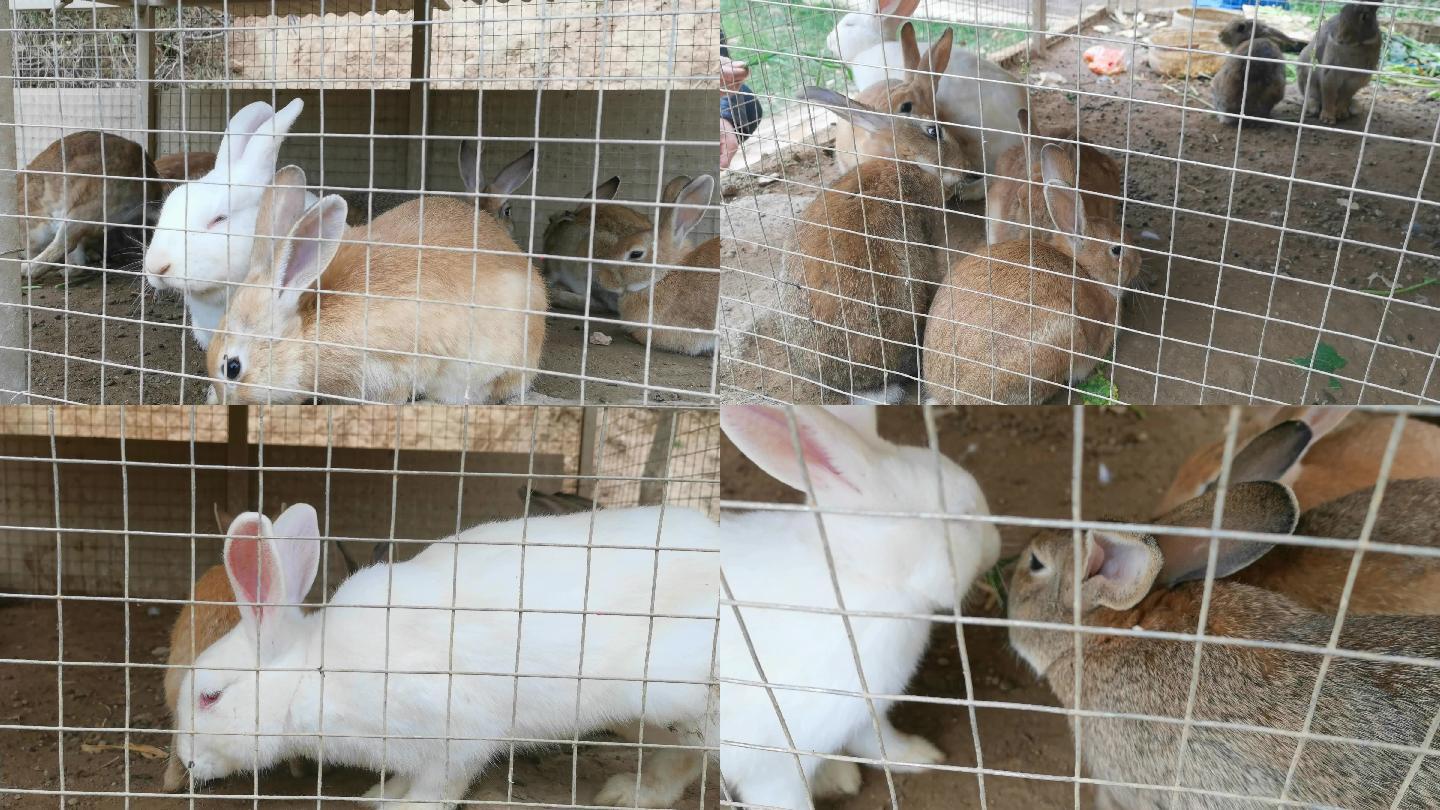 乡里兔子养殖