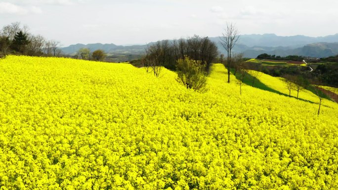 油菜花海蜜蜂采蜜