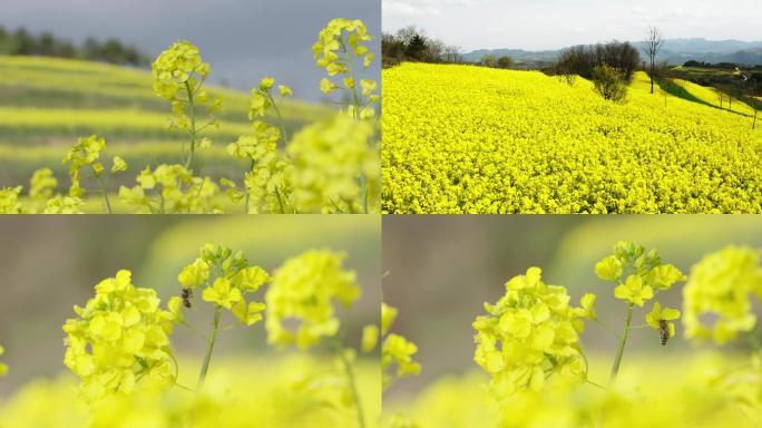 油菜花海蜜蜂采蜜