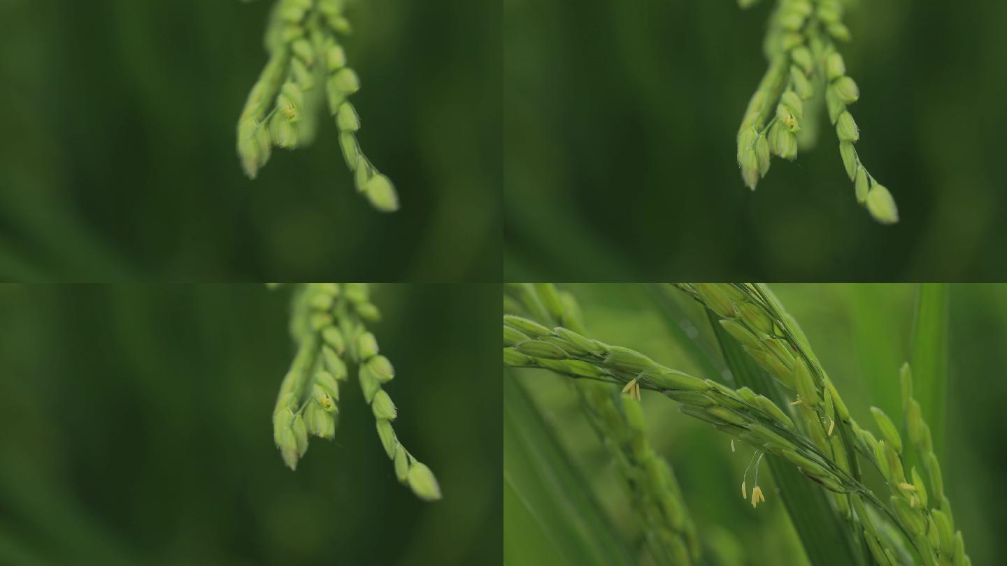 东北水稻扬花期授粉期绿色水稻大米稻花香