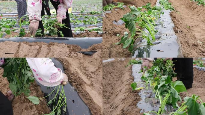 实拍现代化地瓜红薯苗栽培种植农业技术