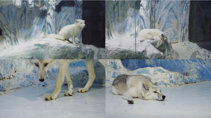 北极狐北极狼动作神态4k