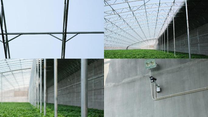 实拍现代化钢结构温室农业大棚实景