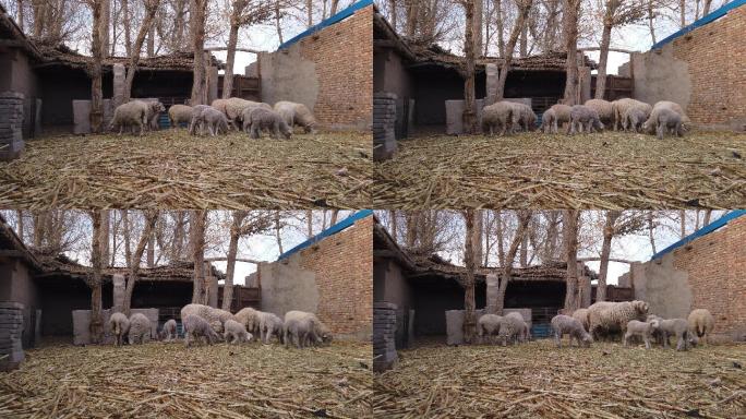 农户圈养棉羊