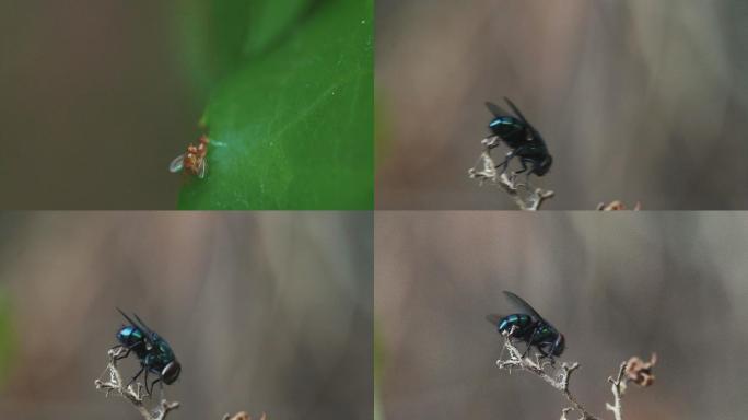 苍蝇交配近距离微距实拍4k素材