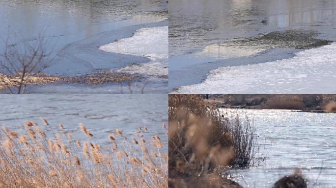 河面冰面融化，风吹芦苇，北京湿地