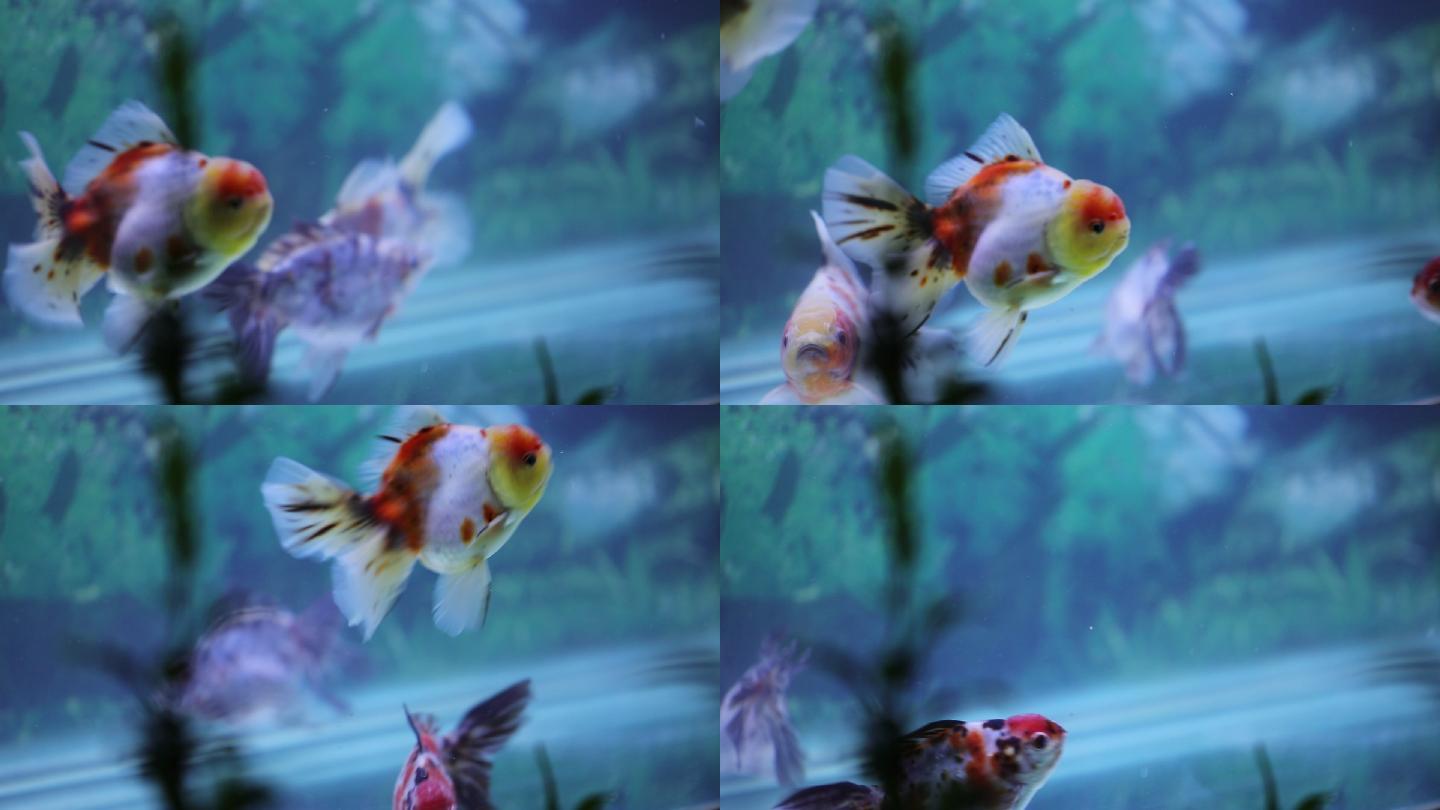 水族箱里的花金鱼 19x1080 高清视频素材下载 编号 实拍视频 Vj师网www Vjshi Com 水族箱里的花金鱼 19x1080 高清视频素材下载 编号 实拍视频 Vj师网www Vjshi Com