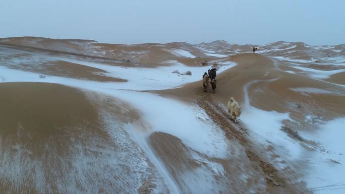 骆驼视频 沙漠  冬季 骆驼