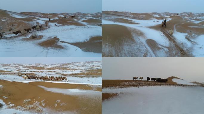 骆驼视频 沙漠  冬季 骆驼