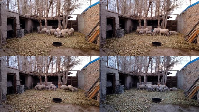 乡村农户圈养羊羔延时摄影