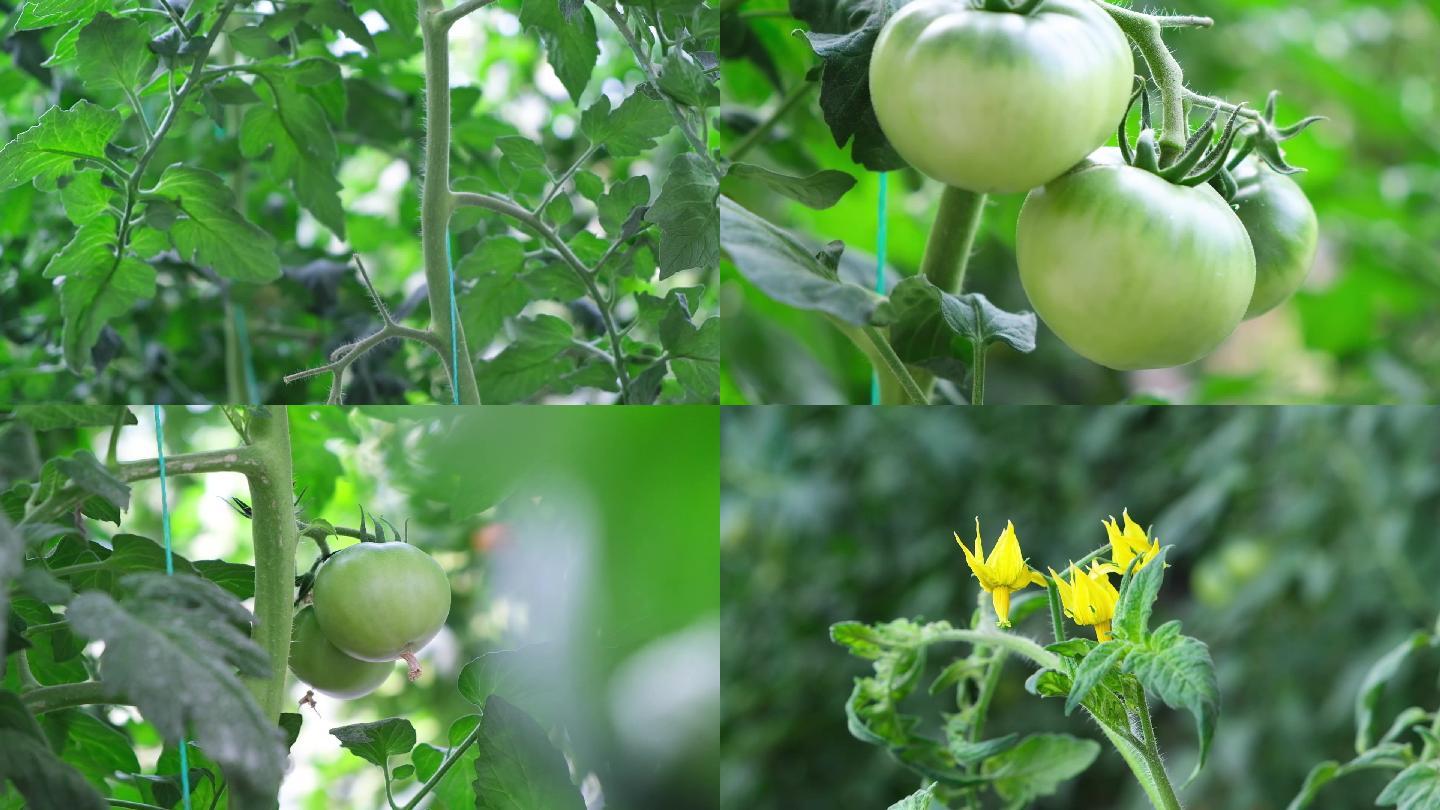 现代化智慧农业大棚栽培优质品种西红柿番茄