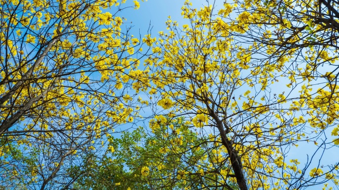 仰视 仰拍 黄花风铃木 风铃花