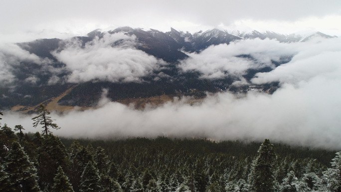 航拍西藏色季拉山林海雪原