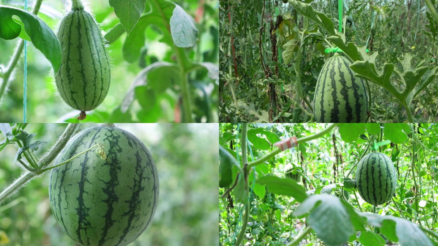 现代化智慧农业大棚栽培优质品种西瓜技术
