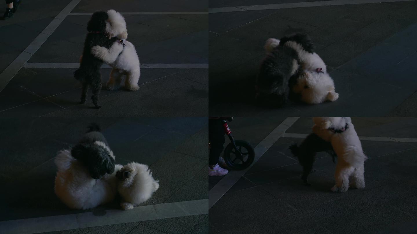 宠物狗泰迪和博美打架