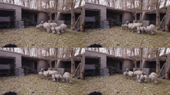 农家圈养羊群