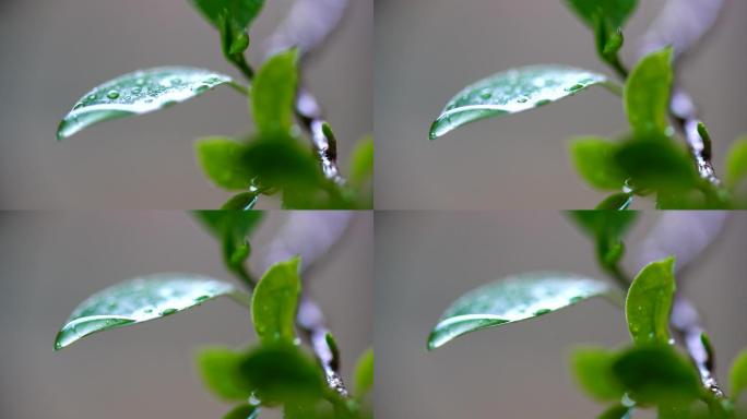 春天绿叶水珠实拍素材-1
