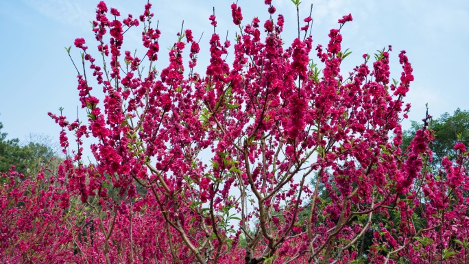 南宁青秀山桃花岛满树桃花